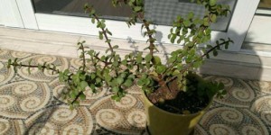 在家种植盆栽真的能带来可观收入吗？