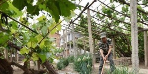 农村种植哪些树木最具经济效益？哪种树木能带来高收益？