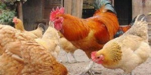 养肉鸡与土鸡，究竟哪种养殖模式更具盈利潜力？