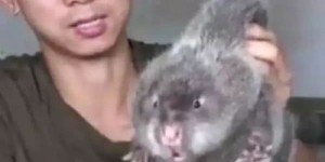 华农兄弟除了竹鼠养殖，还涉足其他领域吗？