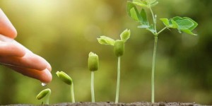在家种植哪些植物能实现盈利？探索居家赚钱新途径