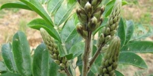 种植核桃木在承包地上能带来多少收益？您了解吗？