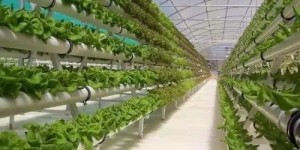 养殖场种植哪种作物能最快实现盈利？