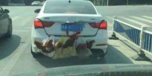 动力鸡车加盟真的能带来可观收益吗？