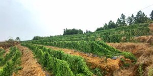 云南种植药材能否带来可观收益？你了解多少？