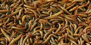 哪种昆虫养殖最具经济效益？养虫赚钱的秘密是什么？