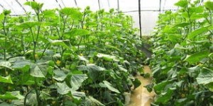 信阳农村种植哪些蔬菜最赚钱？如何选择高收益作物？