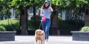 遛狗赚钱是否合法？带你了解这一新兴职业的法律边界