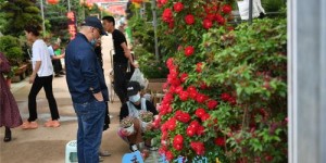 宿迁1元树苗究竟如何实现盈利？