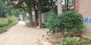 农村集市上卖桃树苗真的能盈利吗？桃树苗销售前景如何？