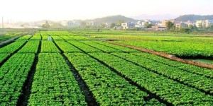 农业种植何时才能真正盈利？探索种植业的财富密码