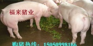 养母猪还是卖猪肉更赚钱？两者经济效益大比拼