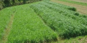 在农村种植牧草真的能带来可观收益吗？