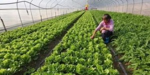 农村用地种植哪种作物最赚钱？选择困惑求解！