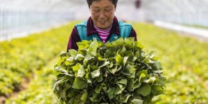 何时种植和收获红薯能实现最大经济效益？