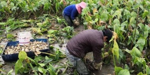 农村种植哪些作物既不赔本又能盈利？