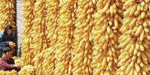 在农村种菜，送什么才能更赚钱？您有好的选择吗？