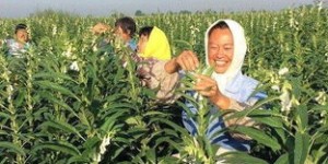 在海南种植哪种作物最能带来丰厚收益？