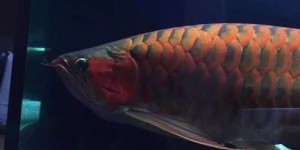养红龙真的能赚钱吗？揭开红龙养殖的盈利之谜