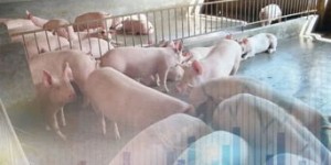 养猪与卖饲料，究竟哪个更赚钱？