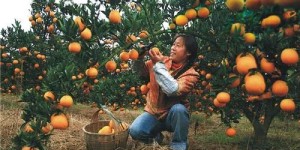 农村种植哪些水果最具盈利潜力？你了解吗？