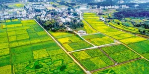三四亩地如何选择高收益种植项目？