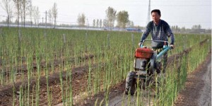 在当前广东市场，种植哪些蔬菜能带来较高收益？