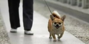 在嫩江养狗能否成为赚钱的好门路？