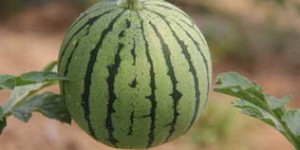 种辣椒和西瓜真的能赚钱吗？带你了解实际收益情况