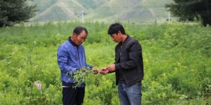 哪些草药种植利润最高？专家带你了解赚钱良方！