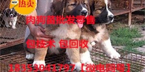 养肉狗真的能赚钱吗？如何实现高效盈利？