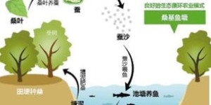 如何在鱼池上开展盈利性业务？探索赚钱新思路