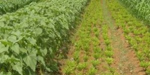 大山深处种植哪种药材最具经济效益？