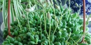 在广东种植佛珠吊篮，能否实现盈利？前景如何？