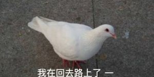 外国人通过喂鸽子真的能赚钱吗？背后有何玄机？