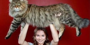 如何通过副业成功饲养豹猫？你也能做到吗？