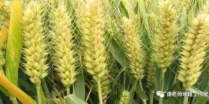 农村种植小麦真的能带来可观收入吗？