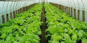 通许地区种植哪种蔬菜最具盈利潜力？