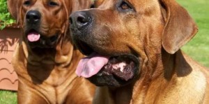家庭繁育犬真的能带来可观收益吗？