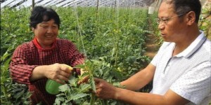 在美国种植哪些蔬菜能带来较高经济收益？
