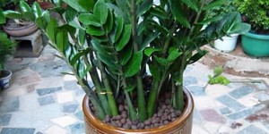 摆摊卖绿植真的能赚钱吗？地摊绿植生意可行吗？