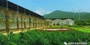 在农村，哪些项目能快速实现盈利？