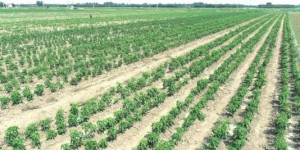 哪些食用菌种植收益较低，投资回报差？