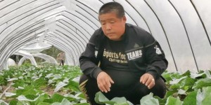 回乡创业种菜，哪种蔬菜最赚钱？
