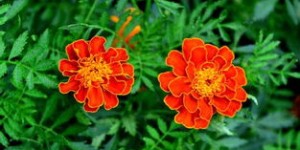 在星球上种植哪种花卉最具经济效益？