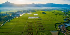 在四川种什么作物能快速盈利？土地高效利用指南