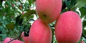 农村种植哪种果实最具经济效益？