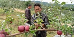果农的收益如何？种植水果真的能赚钱吗？