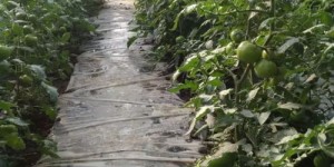 在东北农场种植哪些蔬菜最具盈利潜力？