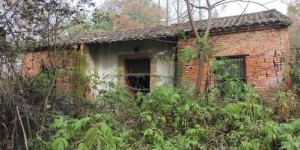 在农村宅基地种植哪些蔬菜能带来较高经济效益？